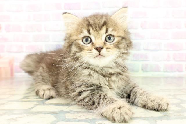 兵庫県のミヌエット (Coo&RIKU三木店/2026年2月7日生まれ/男の子/ブラウンタビー)の子猫の3枚目の画像