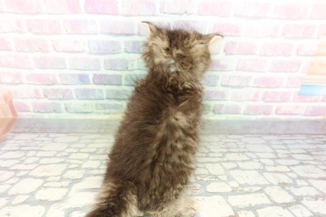 兵庫県のミヌエット (Coo&RIKU三木店/2026年2月7日生まれ/男の子/ブラウンタビー)の子猫の4枚目の画像