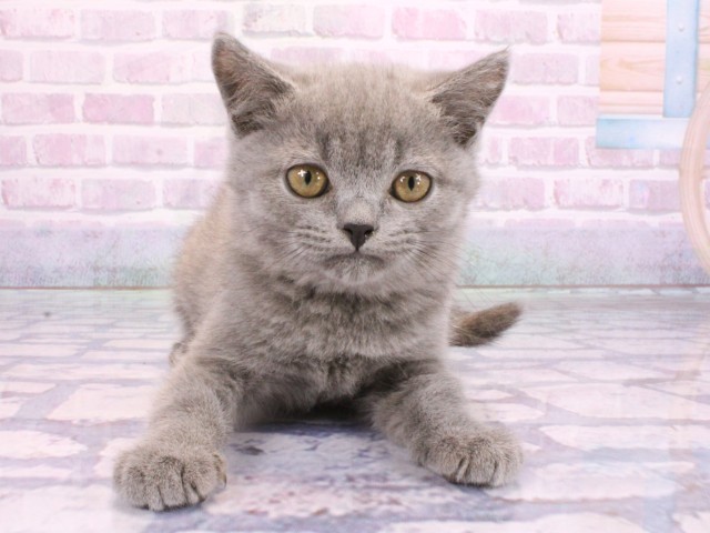 大阪府のブリティッシュショートヘアー (Coo&RIKU和泉店/2026年2月8日生まれ/男の子/ブルー)の子猫