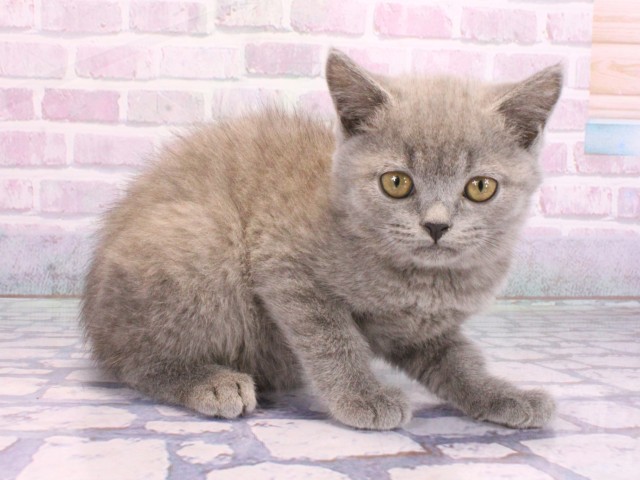 大阪府のブリティッシュショートヘアー (Coo&RIKU和泉店/2026年2月8日生まれ/男の子/ブルー)の子猫の2枚目の画像