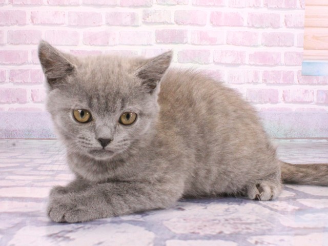 大阪府のブリティッシュショートヘアー (Coo&RIKU和泉店/2026年2月8日生まれ/男の子/ブルー)の子猫の3枚目の画像