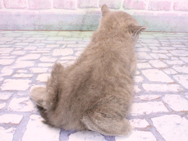 大阪府のブリティッシュショートヘアー (Coo&RIKU和泉店/2026年2月8日生まれ/男の子/ブルー)の子猫の4枚目の画像