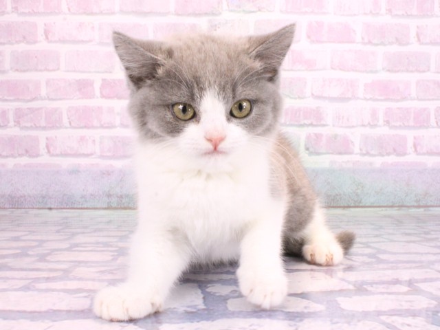 兵庫県のブリティッシュショートヘアー (Coo&RIKU尼崎店/2026年2月8日生まれ/男の子/ブルーホワイト)の子猫の1枚目の画像