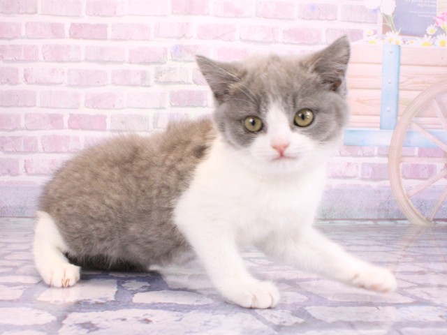 兵庫県のブリティッシュショートヘアー (Coo&RIKU尼崎店/2026年2月8日生まれ/男の子/ブルーホワイト)の子猫の2枚目の画像