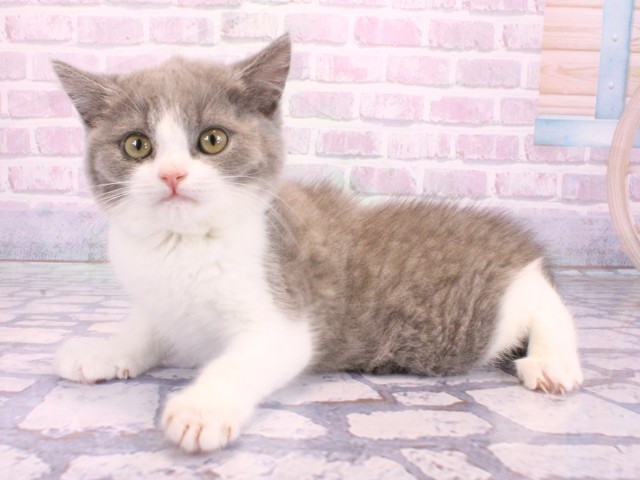 兵庫県のブリティッシュショートヘアー (Coo&RIKU尼崎店/2026年2月8日生まれ/男の子/ブルーホワイト)の子猫の3枚目の画像