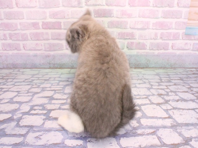 兵庫県のブリティッシュショートヘアー (Coo&RIKU尼崎店/2026年2月8日生まれ/男の子/ブルーホワイト)の子猫の4枚目の画像