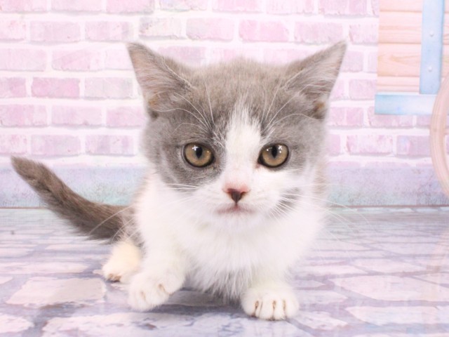 京都府のマンチカン (Coo&RIKU京都店/2026年2月6日生まれ/男の子/ブルーホワイト)の子猫の1枚目の画像