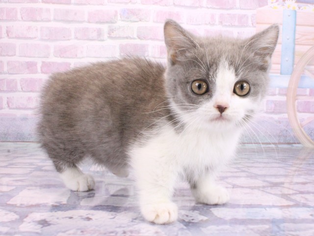 京都府のマンチカン (Coo&RIKU京都店/2026年2月6日生まれ/男の子/ブルーホワイト)の子猫の2枚目の画像