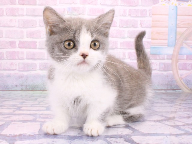 京都府のマンチカン (Coo&RIKU京都店/2026年2月6日生まれ/男の子/ブルーホワイト)の子猫の3枚目の画像