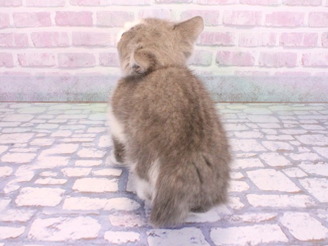 京都府のマンチカン (Coo&RIKU京都店/2026年2月6日生まれ/男の子/ブルーホワイト)の子猫の4枚目の画像