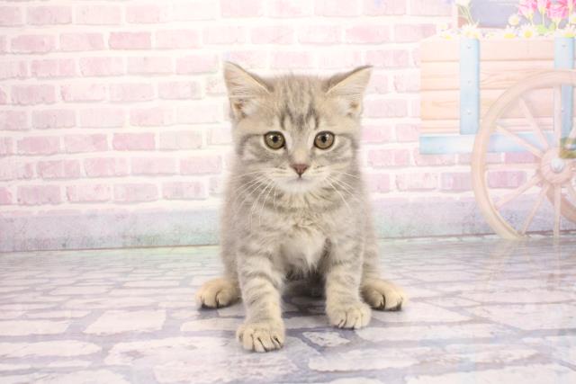 大阪府のマンチカン (Coo&RIKU枚方店/2026年2月6日生まれ/男の子/ブルータビー)の子猫の1枚目の画像