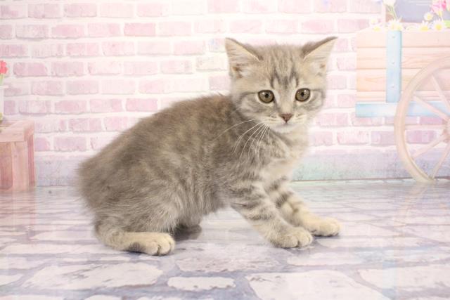 大阪府のマンチカン (Coo&RIKU枚方店/2026年2月6日生まれ/男の子/ブルータビー)の子猫の2枚目の画像