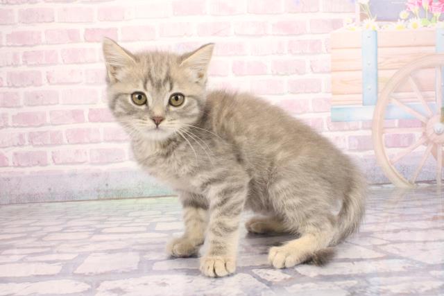 大阪府のマンチカン (Coo&RIKU枚方店/2026年2月6日生まれ/男の子/ブルータビー)の子猫の3枚目の画像