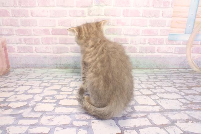 大阪府のマンチカン (Coo&RIKU枚方店/2026年2月6日生まれ/男の子/ブルータビー)の子猫の4枚目の画像