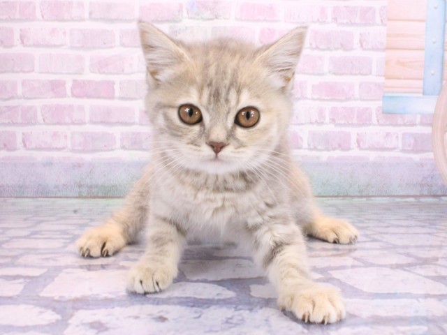 京都府のマンチカン (Coo&RIKU舞鶴店/2026年2月6日生まれ/女の子/ブルータビー)の子猫の1枚目の画像