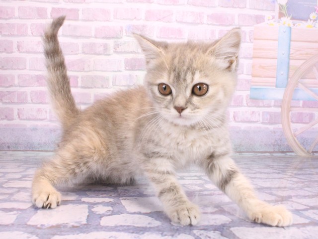 京都府のマンチカン (Coo&RIKU舞鶴店/2026年2月6日生まれ/女の子/ブルータビー)の子猫の2枚目の画像