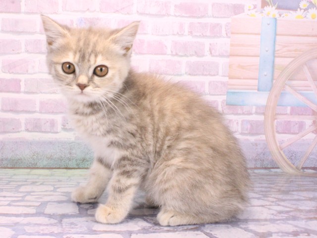 京都府のマンチカン (Coo&RIKU舞鶴店/2026年2月6日生まれ/女の子/ブルータビー)の子猫の3枚目の画像