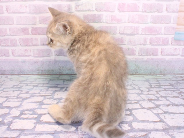 京都府のマンチカン (Coo&RIKU舞鶴店/2026年2月6日生まれ/女の子/ブルータビー)の子猫の4枚目の画像