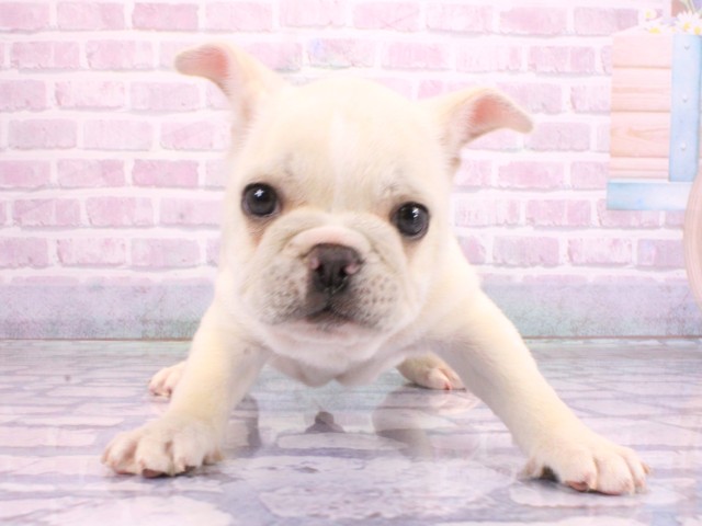 フレンチブルドッグ