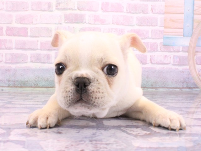 フレンチブルドッグ