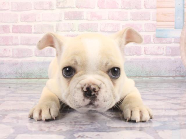 大阪府のフレンチブルドッグ (Coo&RIKU天王寺店/2026年2月3日生まれ/女の子/パイド)の子犬の1枚目の画像