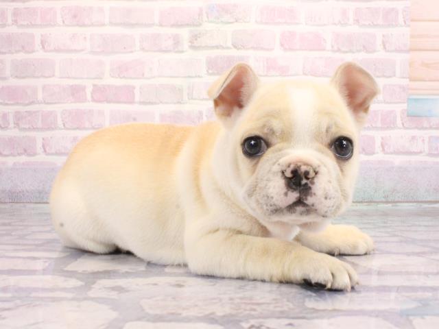 大阪府のフレンチブルドッグ (Coo&RIKU天王寺店/2026年2月3日生まれ/女の子/パイド)の子犬の2枚目の画像