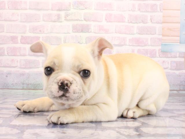 大阪府のフレンチブルドッグ (Coo&RIKU天王寺店/2026年2月3日生まれ/女の子/パイド)の子犬の3枚目の画像