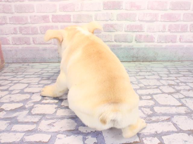 大阪府のフレンチブルドッグ (Coo&RIKU天王寺店/2026年2月3日生まれ/女の子/パイド)の子犬の4枚目の画像