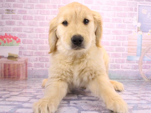 大阪府のゴールデンレトリバー (Coo&RIKU松原店/2026年2月3日生まれ/女の子/クリーム)の子犬