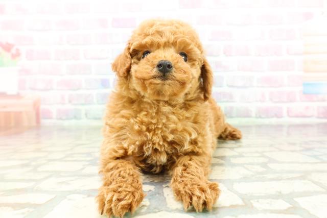 北海道のトイプードル(トイ) (Coo&RIKU岩見沢店/2026年2月10日生まれ/男の子/レッド)の子犬