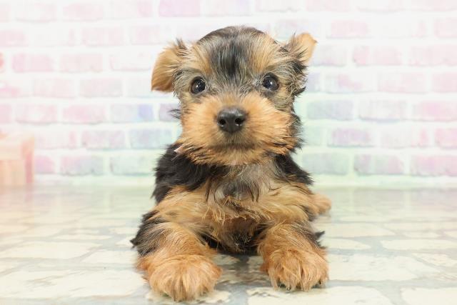 福島県のヨークシャーテリア (Coo&RIKU会津若松店/2026年2月7日生まれ/女の子/スチールブルータン)の子犬の1枚目の画像