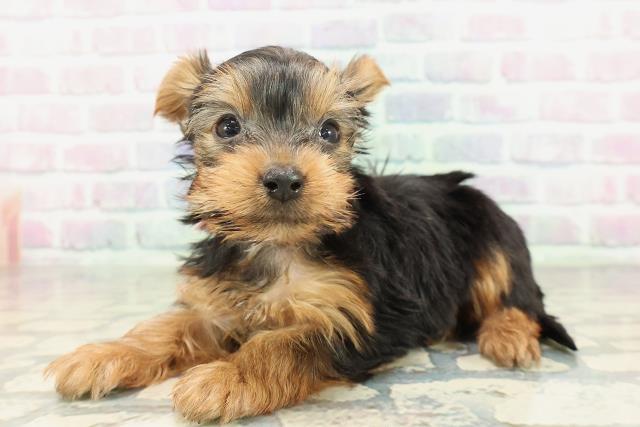 福島県のヨークシャーテリア (Coo&RIKU会津若松店/2026年2月7日生まれ/女の子/スチールブルータン)の子犬の2枚目の画像