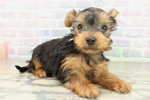 福島県のヨークシャーテリア (Coo&RIKU会津若松店/2026年2月7日生まれ/女の子/スチールブルータン)の子犬の3枚目の画像