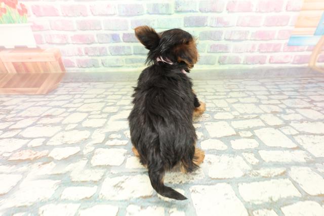 福島県のヨークシャーテリア (Coo&RIKU会津若松店/2026年2月7日生まれ/女の子/スチールブルータン)の子犬の4枚目の画像