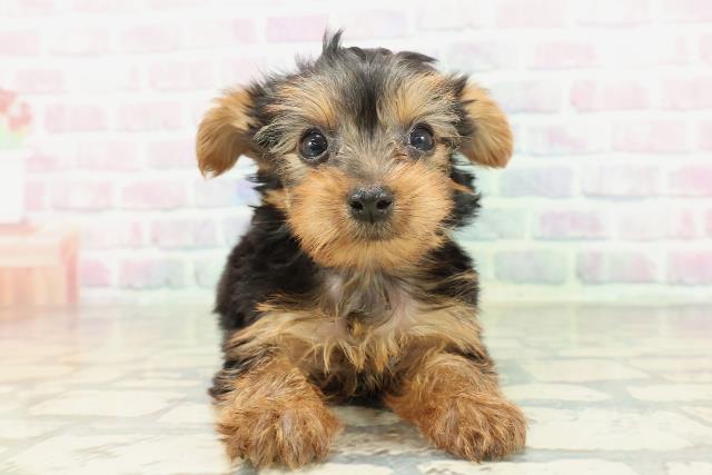 福井県のヨークシャーテリア (Coo&RIKU福井店/2026年2月7日生まれ/女の子/スチールブルータン)の子犬の1枚目の画像