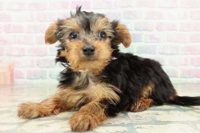 福井県のヨークシャーテリア (Coo&RIKU福井店/2026年2月7日生まれ/女の子/スチールブルータン)の子犬の2枚目の画像