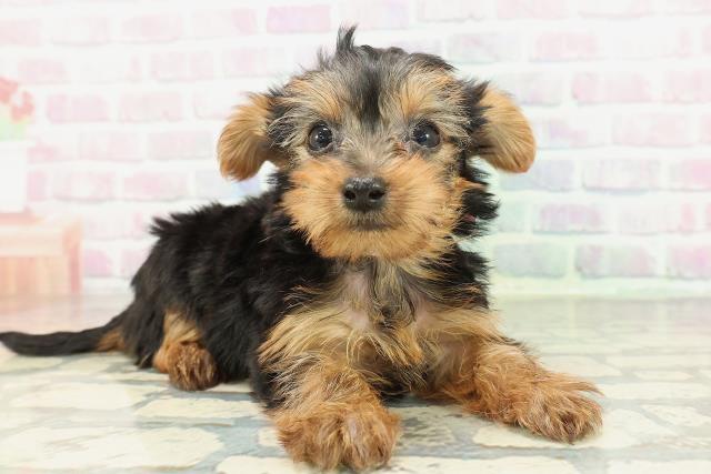 福井県のヨークシャーテリア (Coo&RIKU福井店/2026年2月7日生まれ/女の子/スチールブルータン)の子犬の3枚目の画像