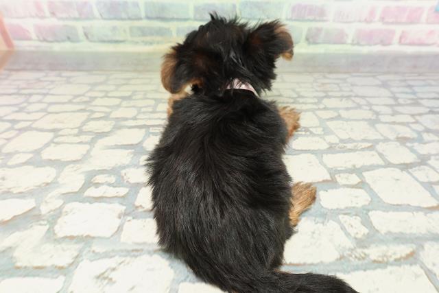 福井県のヨークシャーテリア (Coo&RIKU福井店/2026年2月7日生まれ/女の子/スチールブルータン)の子犬の4枚目の画像