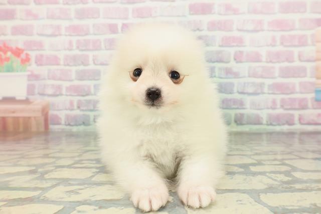 長野県のポメラニアン (Coo&RIKU長野店/2026年2月6日生まれ/男の子/クリーム)の子犬の1枚目の画像
