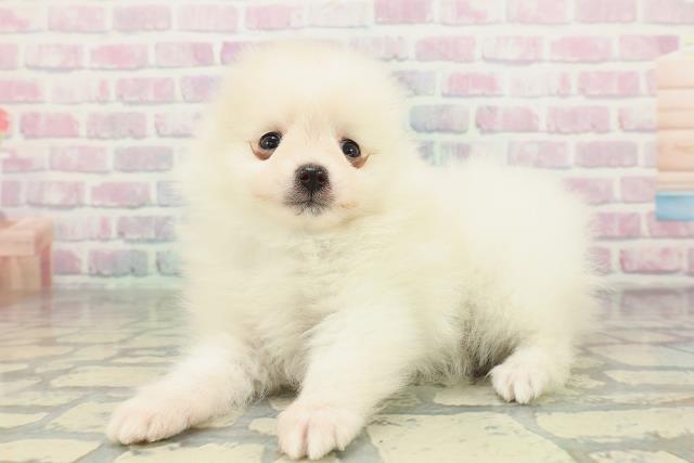 長野県のポメラニアン (Coo&RIKU長野店/2026年2月6日生まれ/男の子/クリーム)の子犬の2枚目の画像