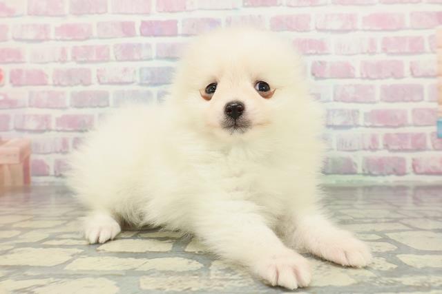 長野県のポメラニアン (Coo&RIKU長野店/2026年2月6日生まれ/男の子/クリーム)の子犬の3枚目の画像