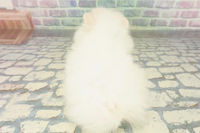 長野県のポメラニアン (Coo&RIKU長野店/2026年2月6日生まれ/男の子/クリーム)の子犬の4枚目の画像