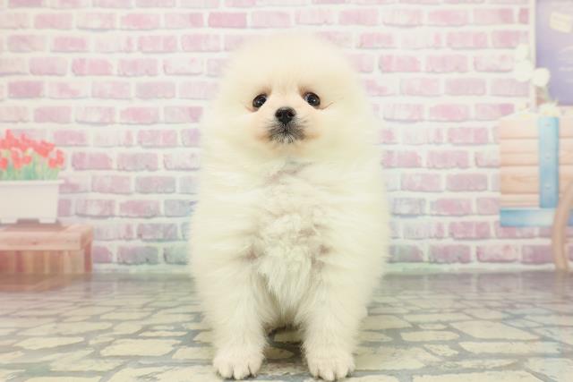 広島県のポメラニアン (Coo&RIKU広島中央店/2026年2月6日生まれ/男の子/クリーム)の子犬の1枚目の画像