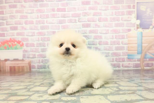 広島県のポメラニアン (Coo&RIKU広島中央店/2026年2月6日生まれ/男の子/クリーム)の子犬の2枚目の画像