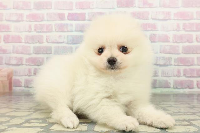 広島県のポメラニアン (Coo&RIKU広島中央店/2026年2月6日生まれ/男の子/クリーム)の子犬の3枚目の画像