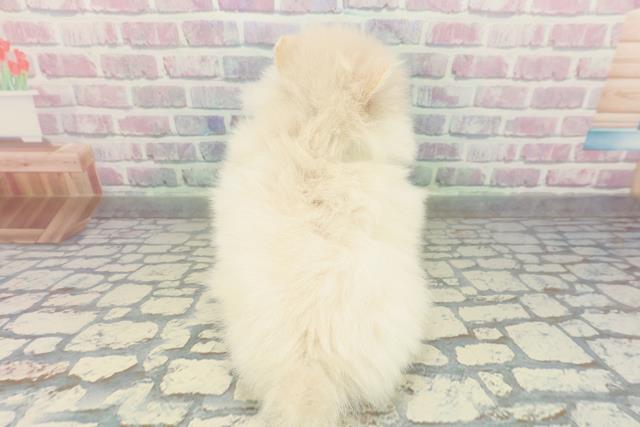 広島県のポメラニアン (Coo&RIKU広島中央店/2026年2月6日生まれ/男の子/クリーム)の子犬の4枚目の画像