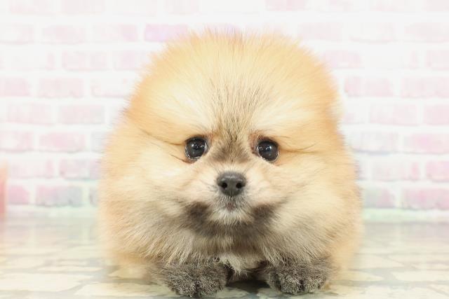 北海道のポメラニアン (Coo&RIKU苫小牧店/2026年2月6日生まれ/女の子/オレンジ)の子犬