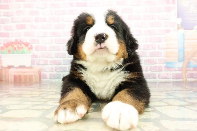 埼玉県のバーニーズマウンテンドッグ (Coo&RIKU川越店/2026年2月10日生まれ/男の子/ブラックラストホワイト)の子犬の1枚目の画像