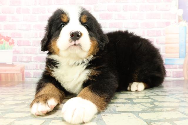 埼玉県のバーニーズマウンテンドッグ (Coo&RIKU川越店/2026年2月10日生まれ/男の子/ブラックラストホワイト)の子犬の2枚目の画像