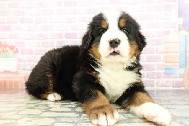 埼玉県のバーニーズマウンテンドッグ (Coo&RIKU川越店/2026年2月10日生まれ/男の子/ブラックラストホワイト)の子犬の3枚目の画像